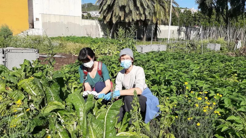 Análisis pionero de contaminantes en huertos urbanos de Barcelona