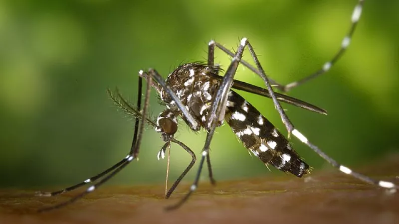 Mosquito tigre Aedes albopictus
