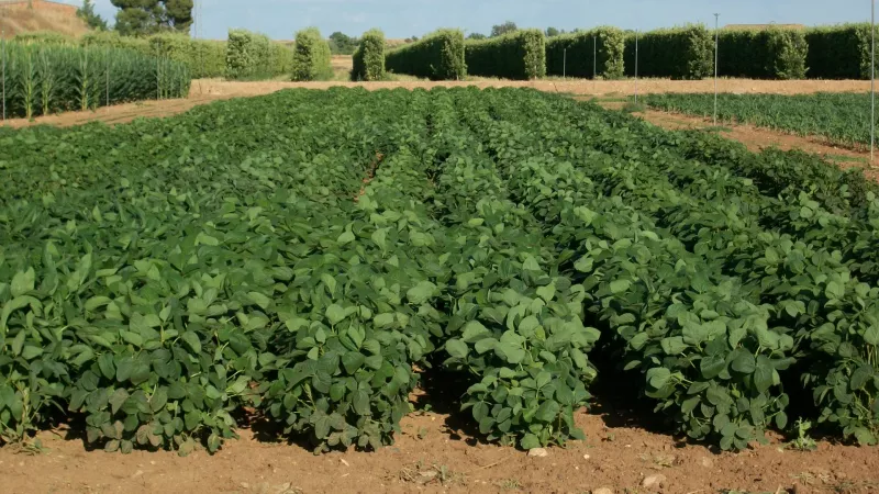 Nueva temporada de ensayos para el cultivo de soja en ecológico