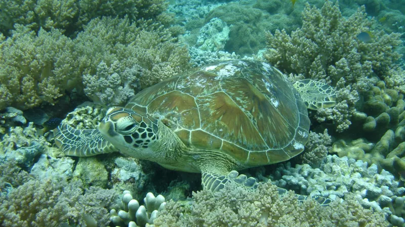 Islas Galápagos (Ecuador)