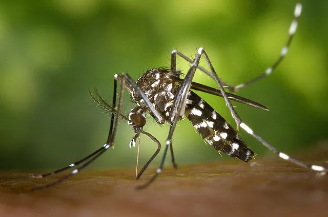 Mosquito tigre Aedes albopictus