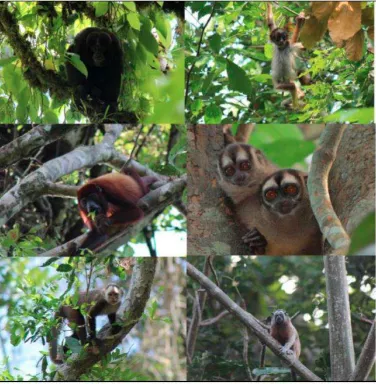 PRIMATES DE LA SERRANÍA DE SAN LUCAS (ACVC)