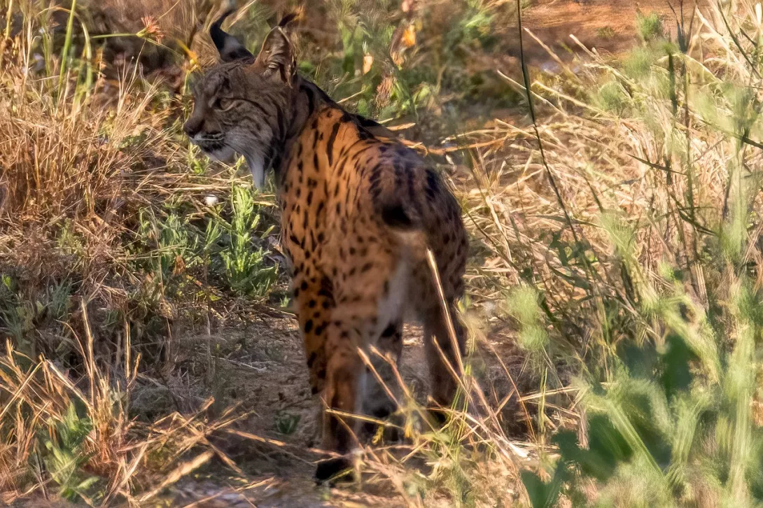 LINX IBÈRIC