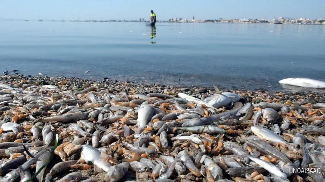 Primera gran mortandad de peces en el Mar Menor (12 de octubre de 2019, Ecologistas en Acción)