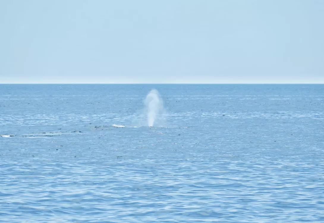 Respiración de un cetáceo en los Canons de Mataró