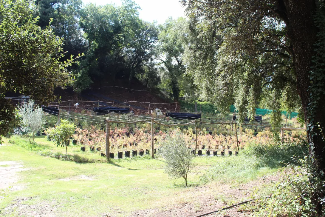 1 Entrada de la finca amb la plantació de Nabius (Vaccinium myrtillus)