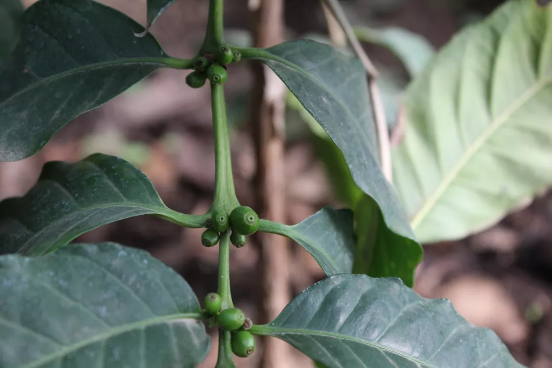 10 Detall del fruit de cafè