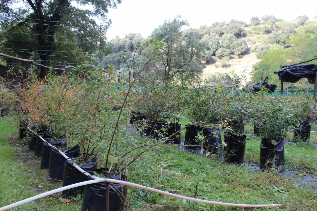 14 Plantació principal de Nabius