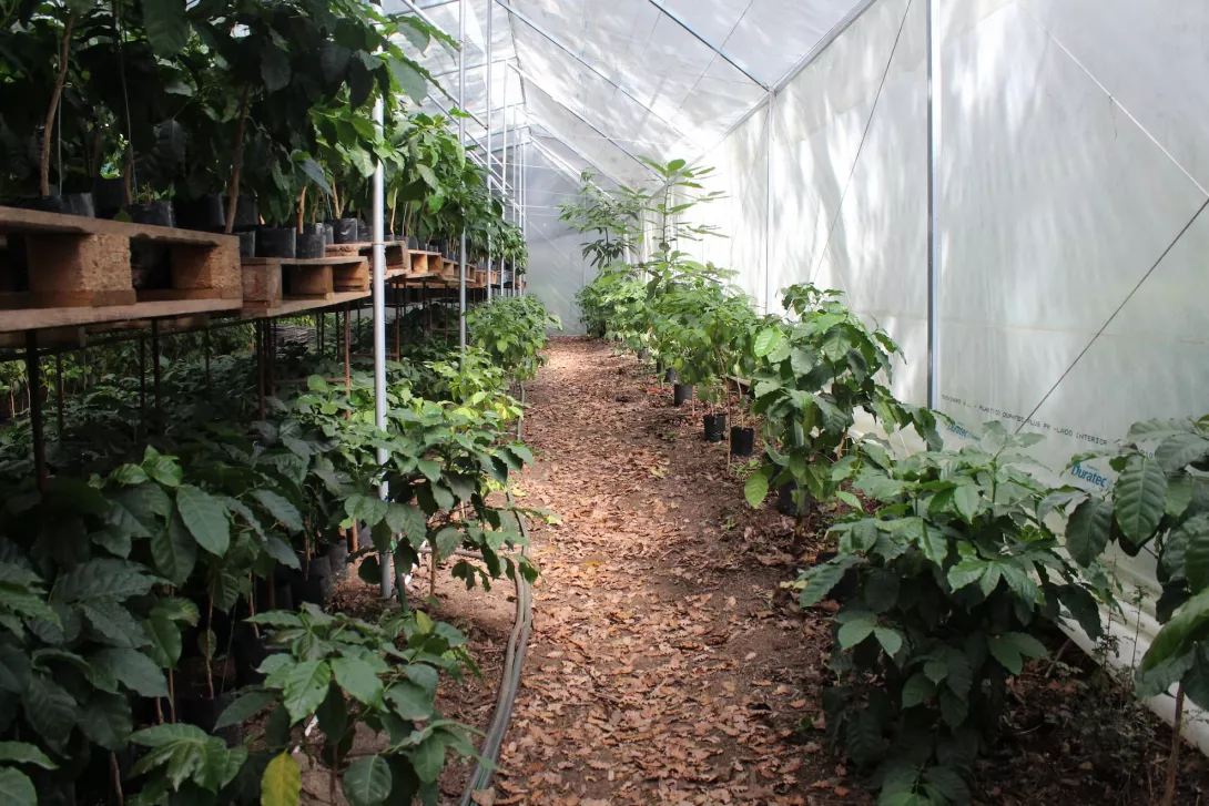 15 Dos alvocaters (Persea americana), al fons, entre les plantes de cafè