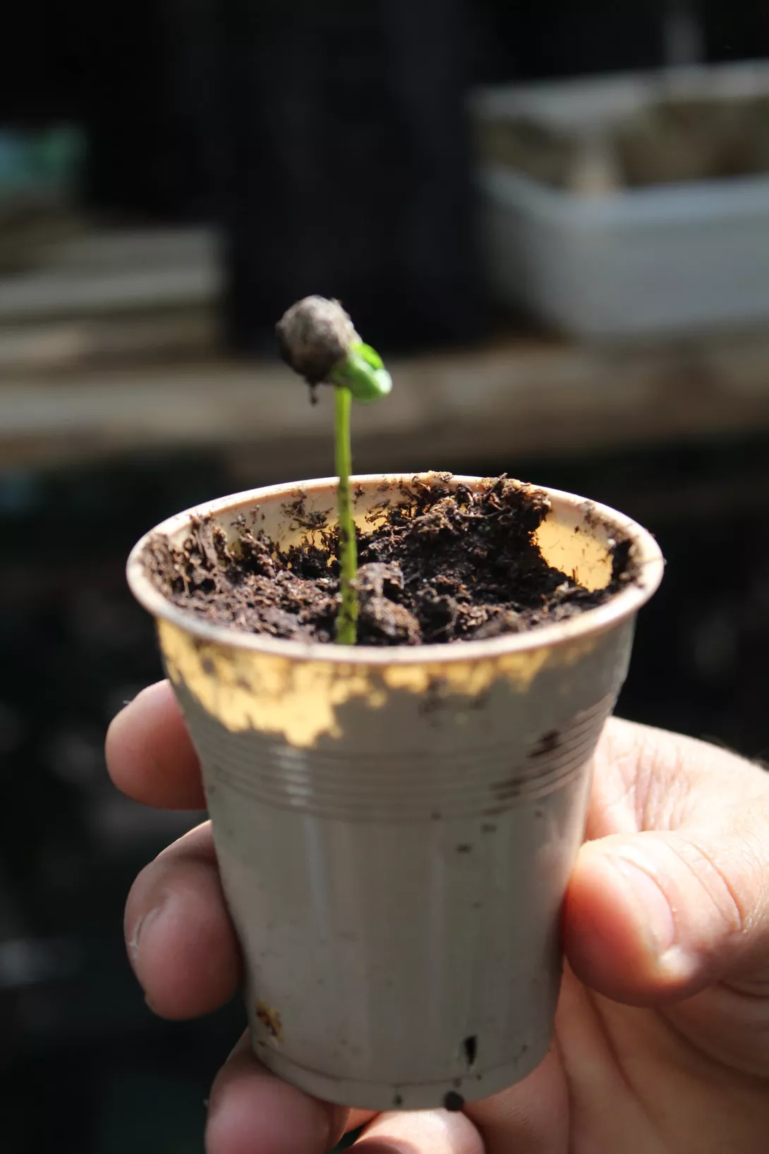 3 Mostra d'una llavor germinada de cafè (Coffea arabica)