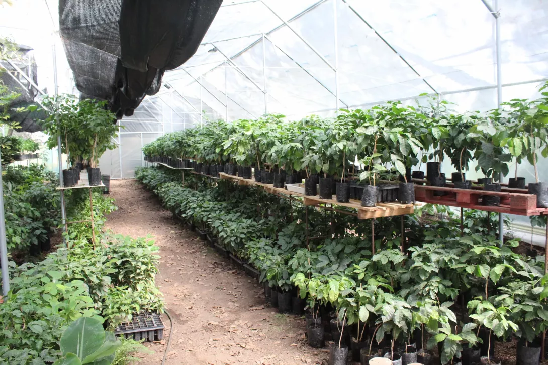 6 Vista general de la plantació a l'hivernacle