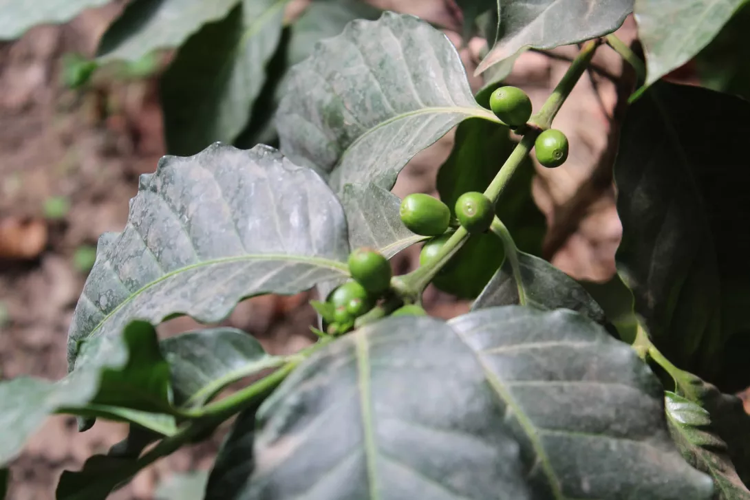 9 Detall del fruit de cafè