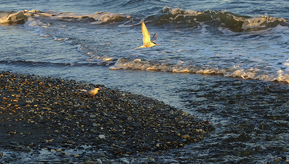 Dos ejemplares de charrán ártico (Sterna paradisaea) vistos en las costa de Nome (Alaska). Autoría: oriolsanchez en Natusfera (CC BY-NC 3.0)